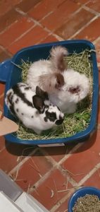 Three bunnies in a bed