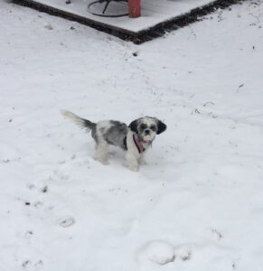 Mika, the Shih tzu, in the snow